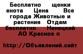 Бесплатно !!! щенки енота!! › Цена ­ 1 - Все города Животные и растения » Отдам бесплатно   . Ненецкий АО,Красное п.